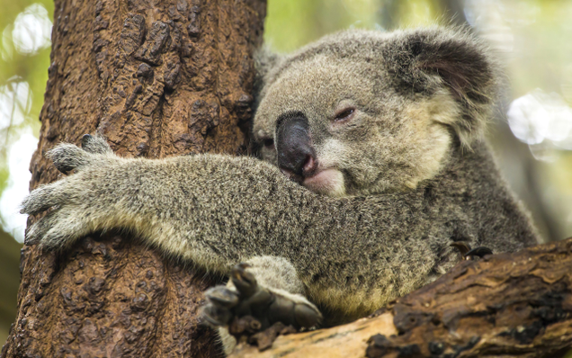 Illustration for article titled These Koalas Are Refusing To Load In Support Of Net Neutrality